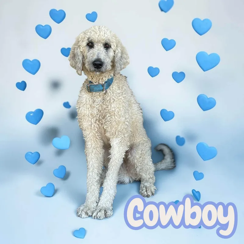 Cowboy  ready for thumbnail 3