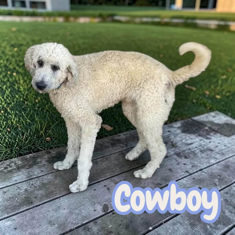 Cowboy  ready for thumbnail 4