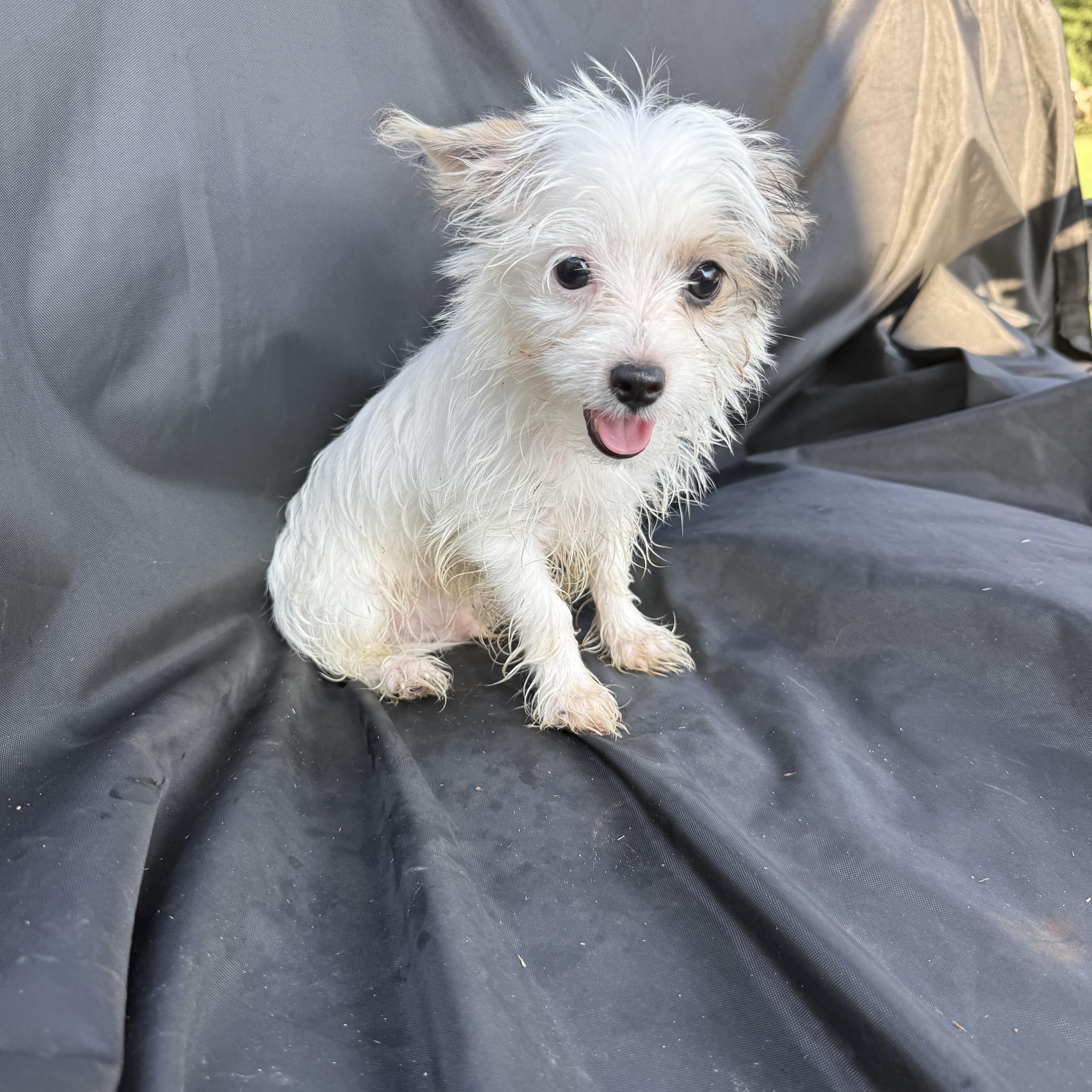 A baby small-sized male Yorkshire Terrier dog named Carver for adoption in Hartselle, AL