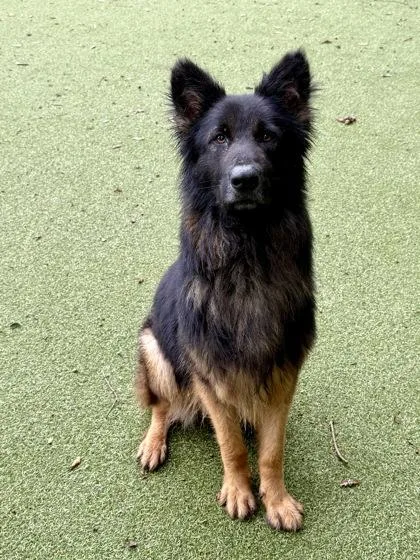 An adult large-sized male German Shepherd Dog dog named Bear for adoption in Picayune, MS