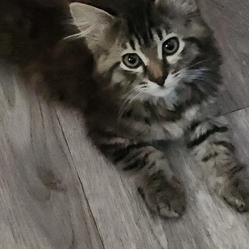 Jalapeno