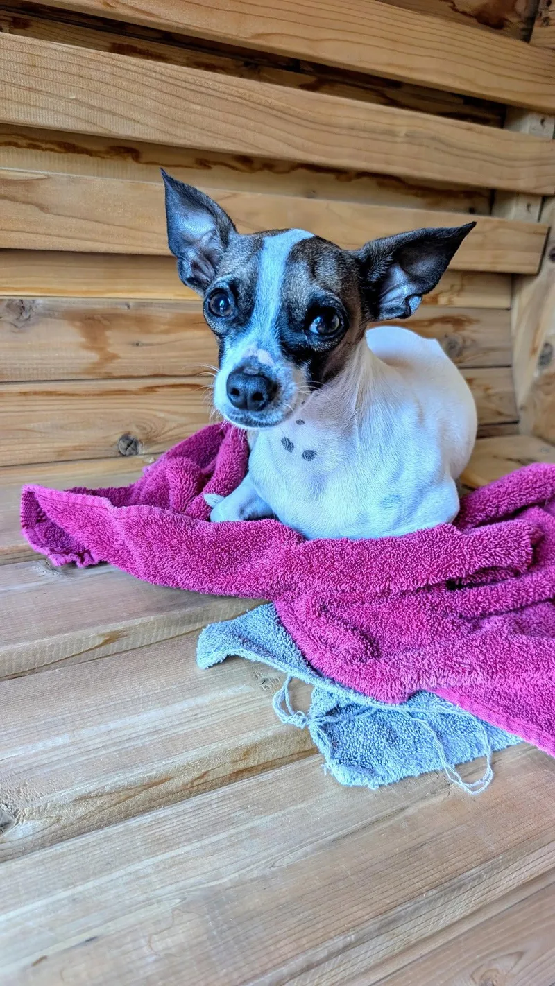 An adult small-sized male Chihuahua dog named Panic at the Disco for adoption in Aurora, CO
