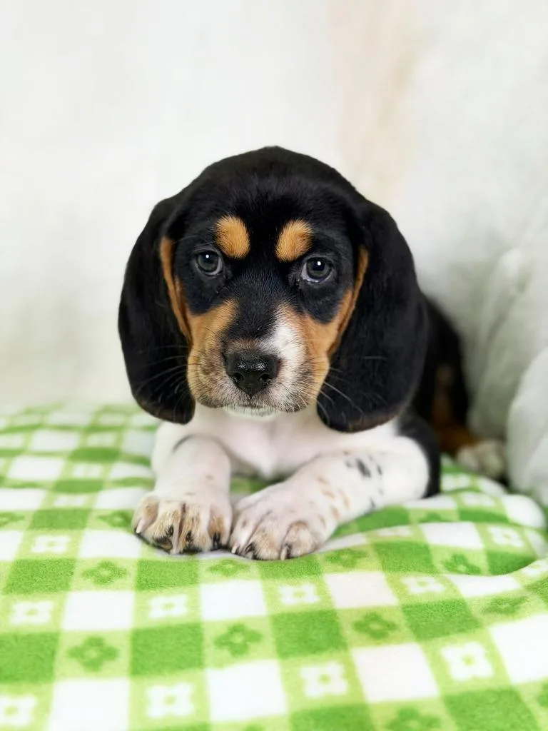 A baby medium-sized female Beagle dog named Spring Litter  Lily for adoption in Savage, MN