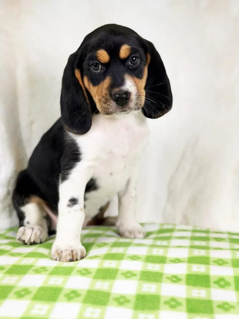 Spring Litter  Lily thumbnail 2