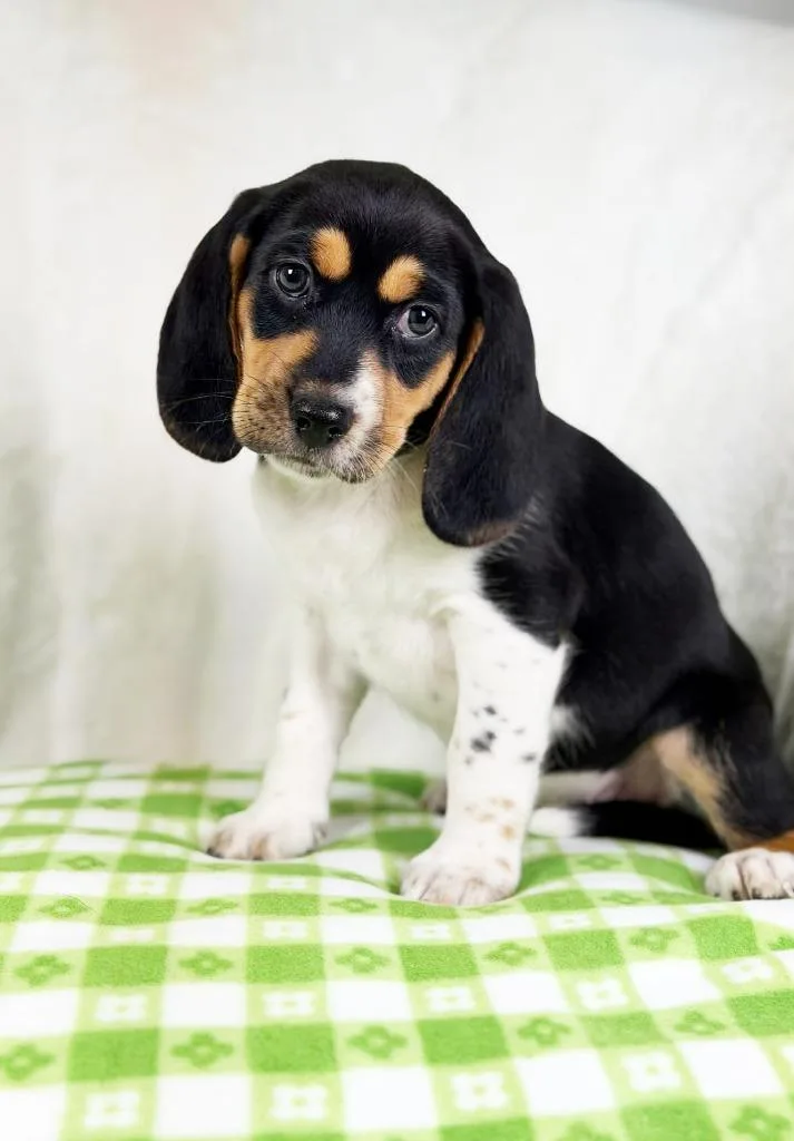 Spring Litter  Lily thumbnail 3