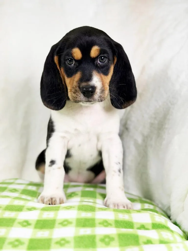 Spring Litter  Lily thumbnail 4