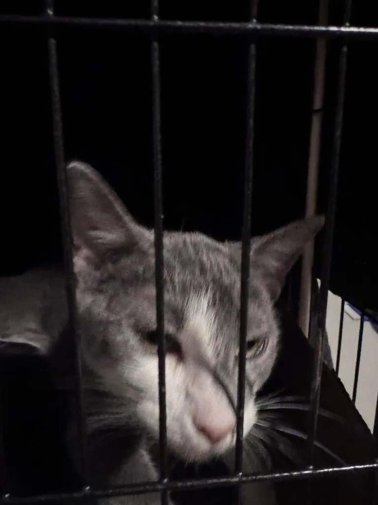 A baby medium-sized female Tabby cat named Pecan for adoption in San Antonio, TX