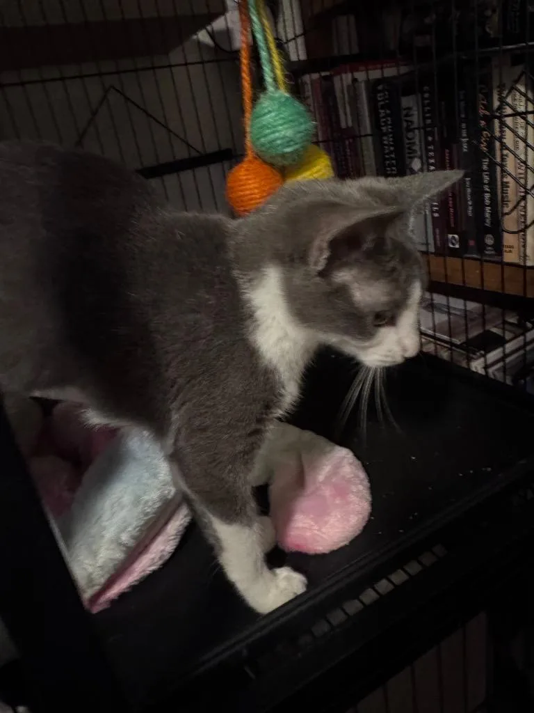 Pecan thumbnail 2