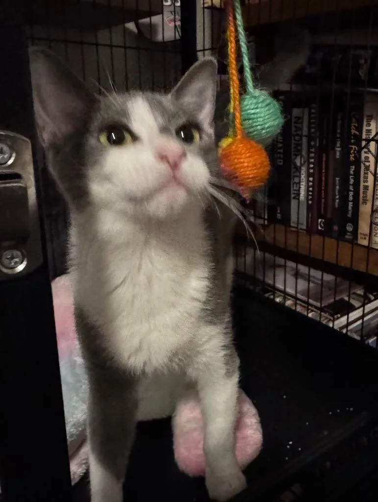 Pecan thumbnail 3