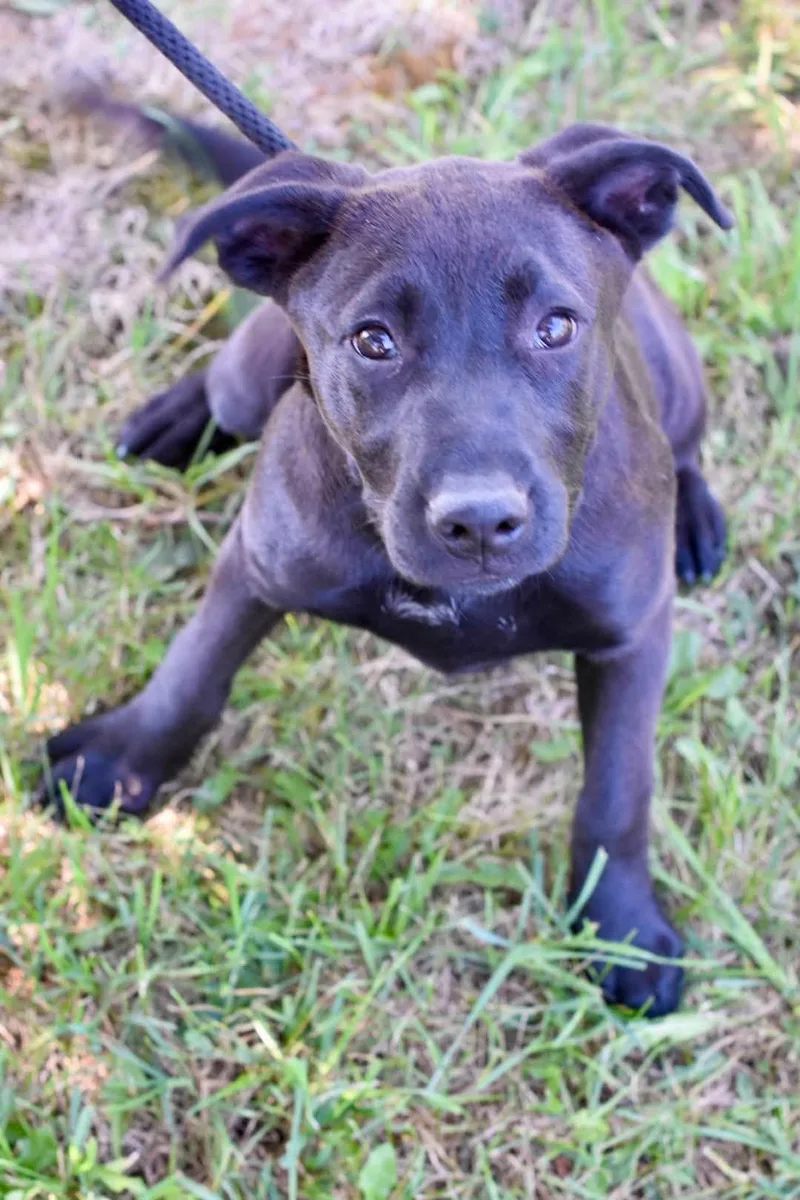 A baby medium-sized female Labrador Retriever dog named Juliet for adoption in Bowling Green, OH