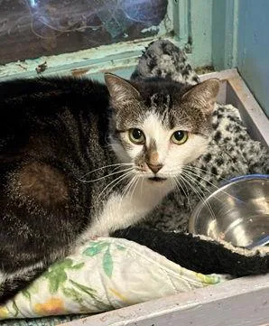An adult medium-sized female Gray & White Domestic Short Hair cat named Althea for adoption in Jackson, MS