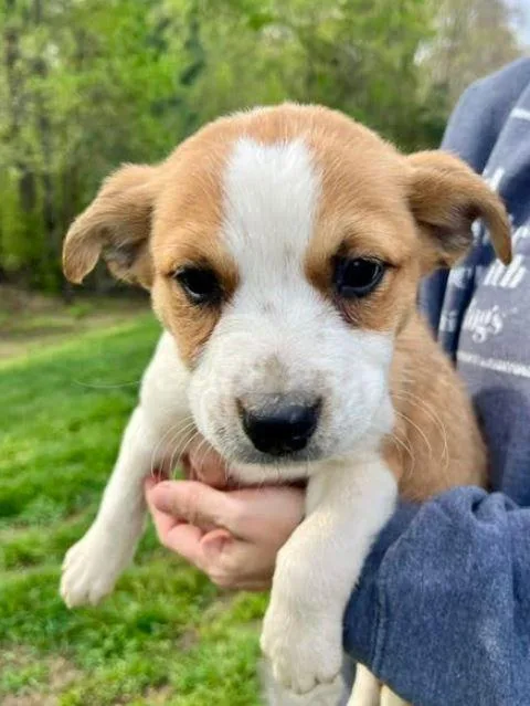 A baby medium-sized female Australian Cattle Dog / Blue Heeler dog named Nettie for adoption in Mocksville, NC