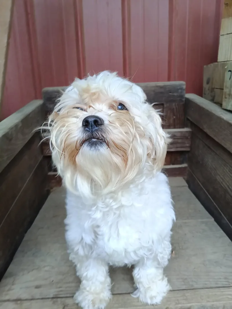 An adult small-sized female White / Cream Bichon Frise dog named Lucy for adoption in Hagerstown, MD