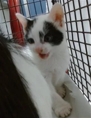 A baby small-sized male Domestic Short Hair cat named Zeus for adoption in Miami, FL