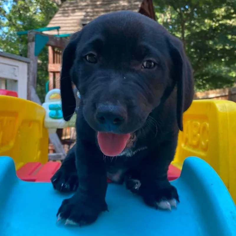 A baby medium-sized male Black Labrador Retriever dog named Dear John for adoption in Olathe, KS
