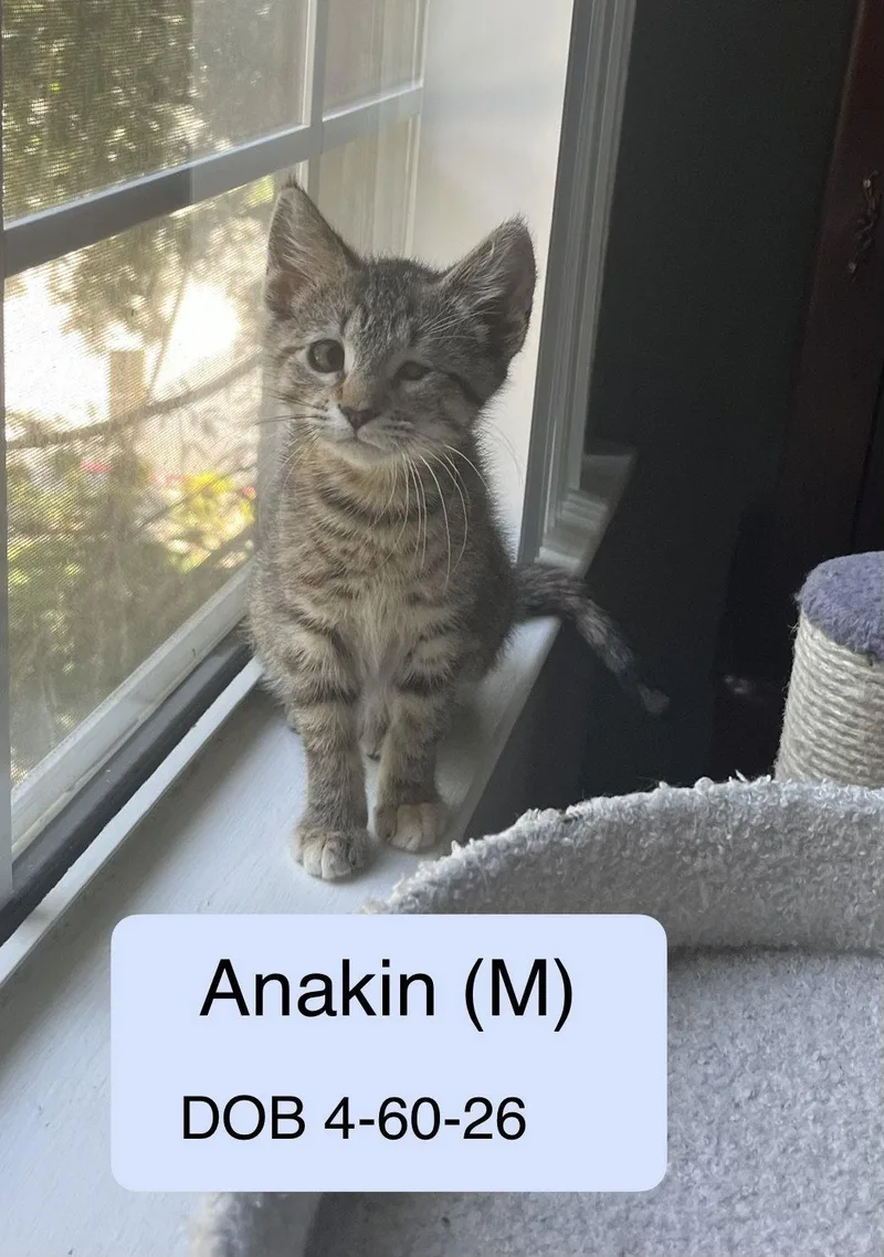 A baby medium-sized male Tabby cat named Anakin for adoption in Vacaville, CA