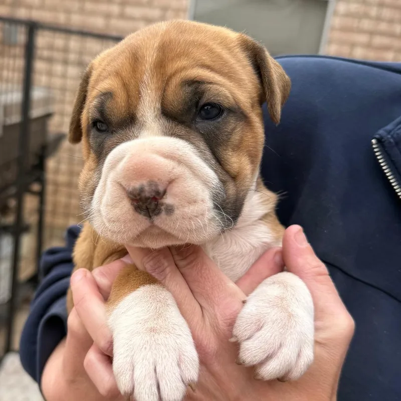 A baby small-sized female Brown / Chocolate Pit Bull Terrier dog named Clara for adoption in Midland, TX