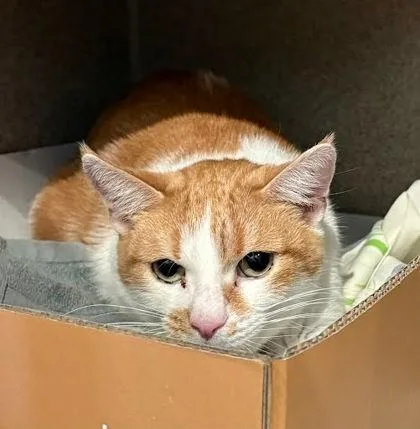 An adult medium-sized female Domestic Short Hair cat named Daphany for adoption in Washington, DC