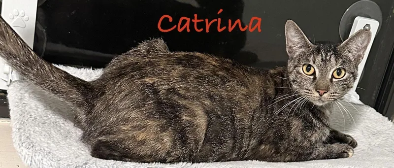 Catrina thumbnail 2