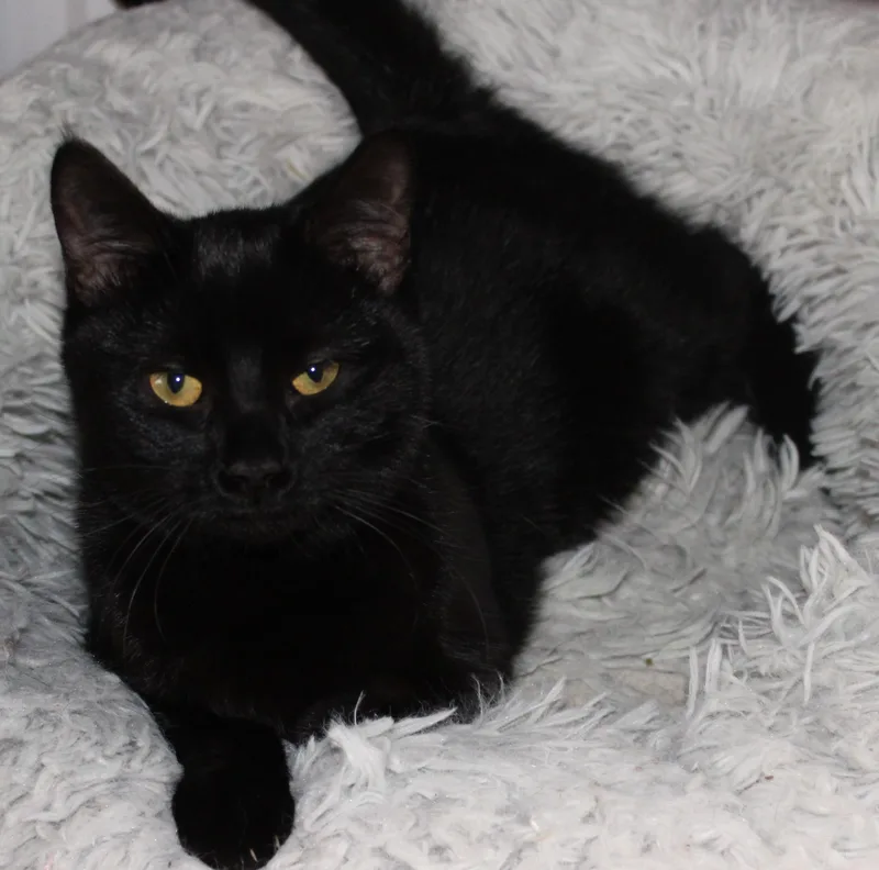 Spider Monkey thumbnail 2