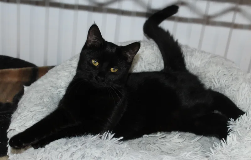 Spider Monkey thumbnail 3