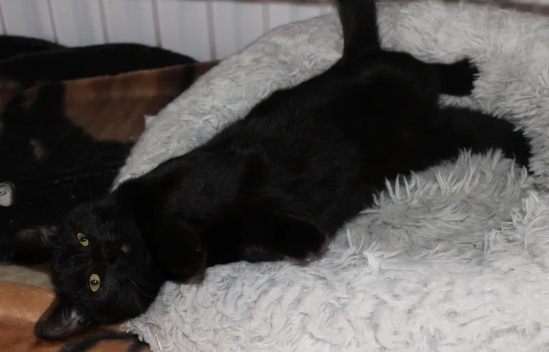 Spider Monkey thumbnail 4