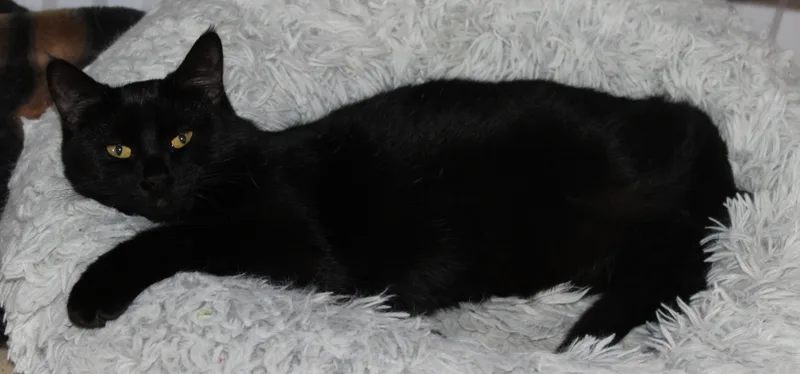 Spider Monkey thumbnail 5