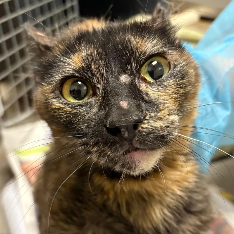 An adult medium-sized female Torbie Domestic Short Hair cat named Pickles for adoption in Yuma, AZ