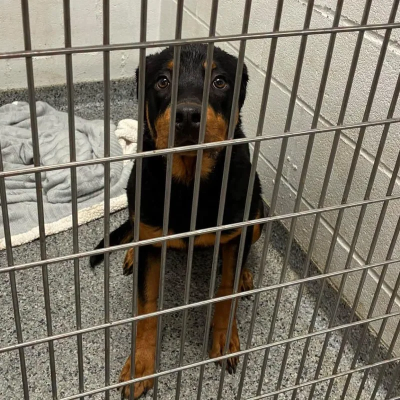 An adult medium-sized female Black Mixed Breed dog named Jazzy for adoption in Jeffersonville, IN