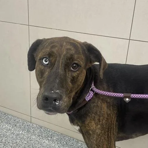 An adult large-sized male Black Mixed Breed dog named Paco for adoption in Chicago, IL