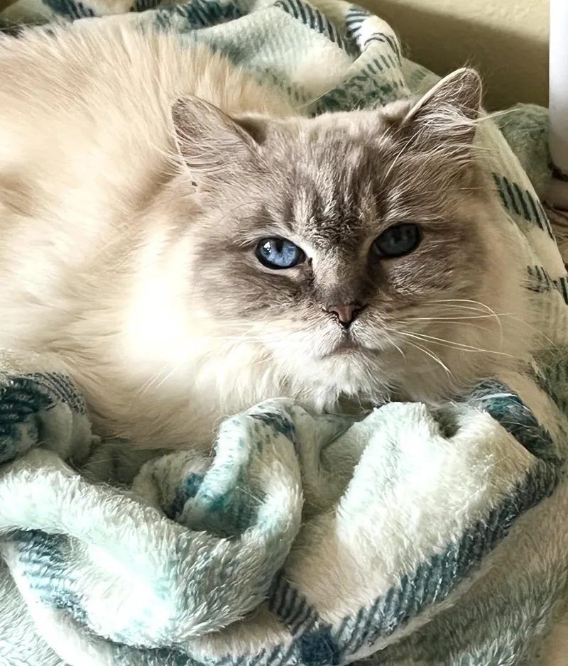 An adult medium-sized female Buff / Tan / Fawn Ragdoll cat named Greta for adoption in valparaiso, IN