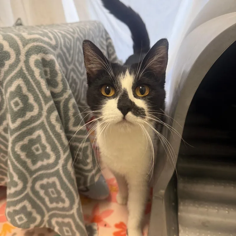 A young medium-sized female Black Domestic Short Hair cat named Jill for adoption in Fort Bragg, CA