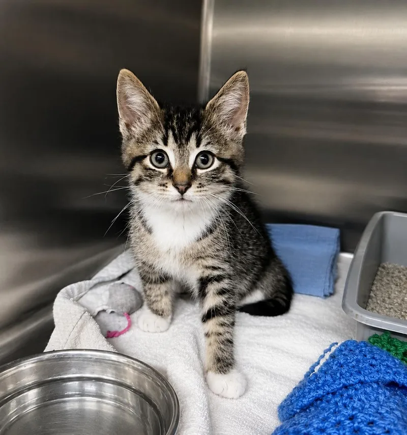 A baby medium-sized male Tabby (Buff / Tan / Fawn) Domestic Short Hair cat named Winston for adoption in Joliet, IL