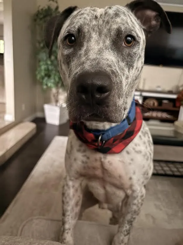 A young medium-sized male Australian Cattle Dog / Blue Heeler dog named Spade for adoption in Chandler, AZ