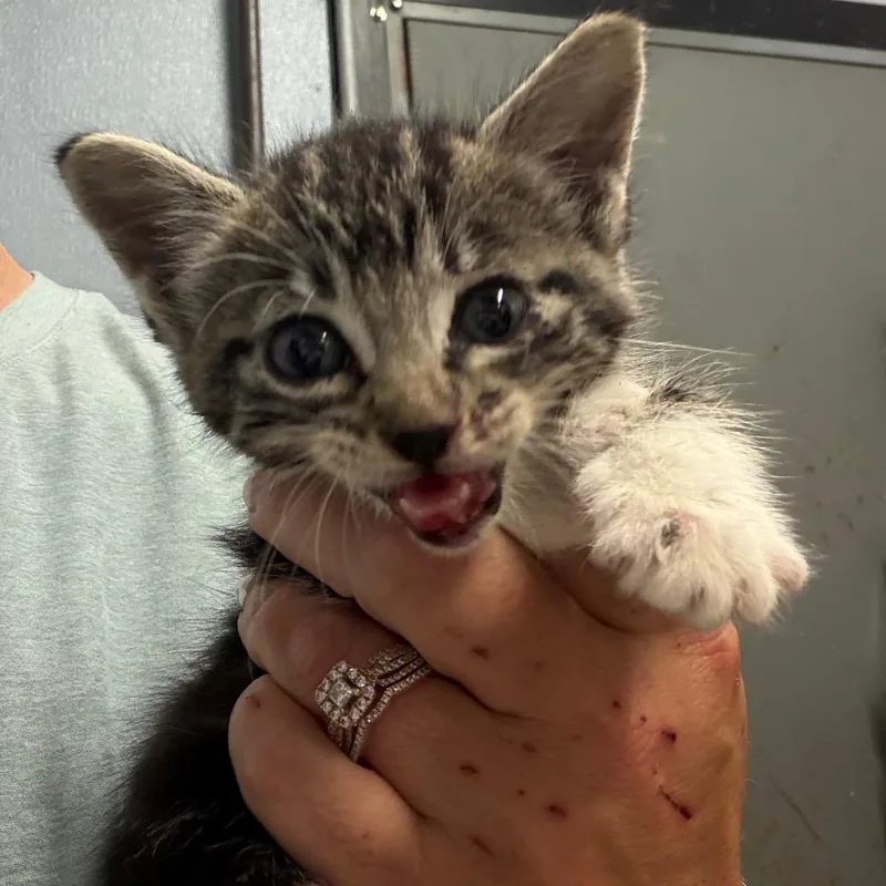A baby small-sized female Brown / Chocolate American Shorthair cat named Hurricane for adoption in Lake Jackson, TX