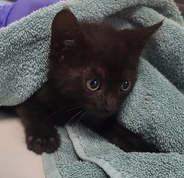 A baby small-sized female Domestic Short Hair cat named Pen for adoption in Lawrenceville, GA