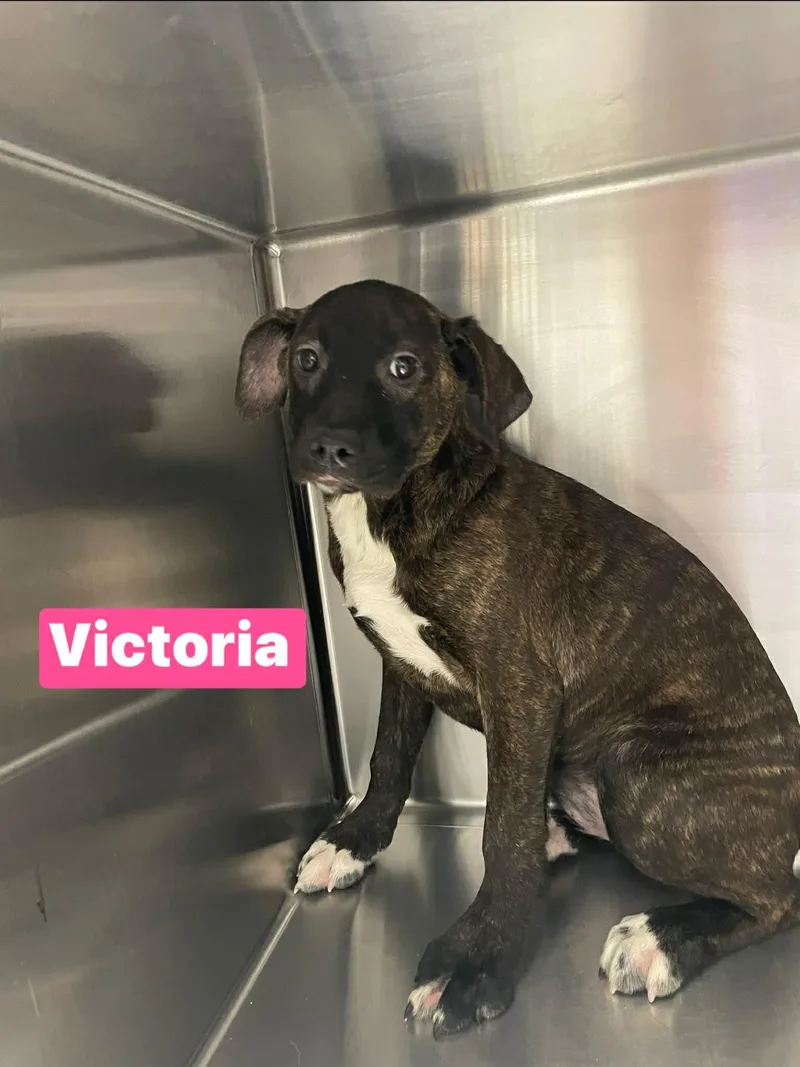 Victoria