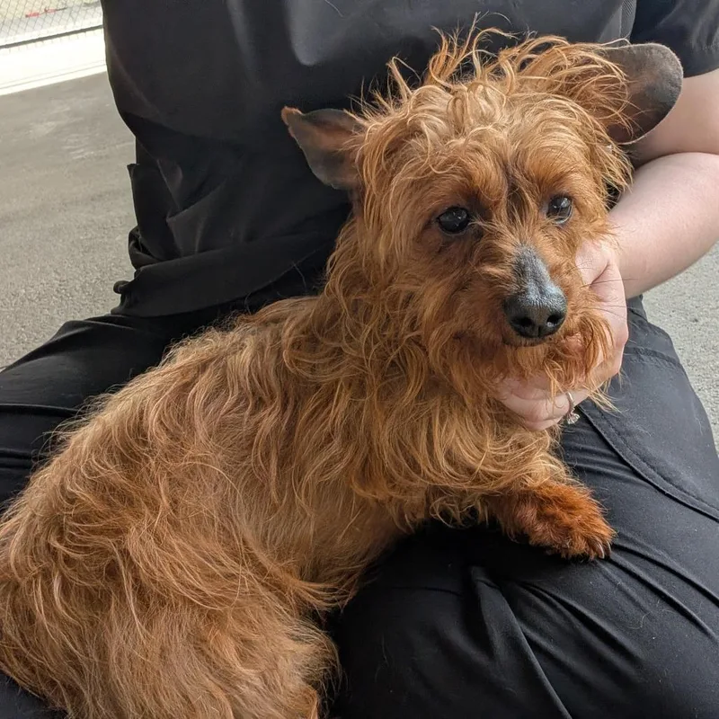 An adult small-sized female Brown / Chocolate Dachshund dog named Beauty for adoption in Emporia, KS