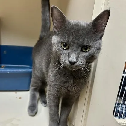 A baby large-sized male American Shorthair cat named Smokey for adoption in Danbury, CT