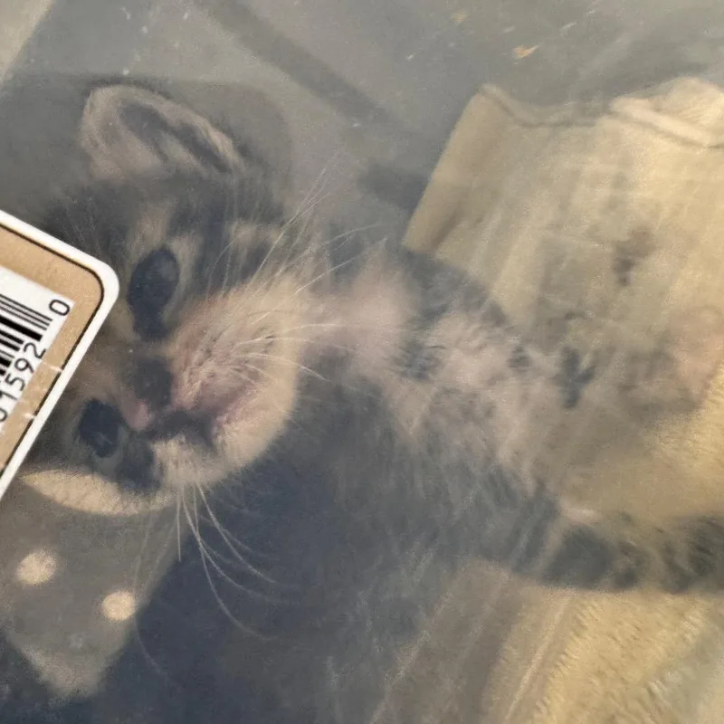 A baby small-sized female Torbie Domestic Short Hair cat named Sabbath for adoption in San Antonio, TX
