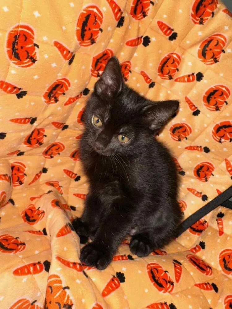 A baby medium-sized female Black Domestic Short Hair cat named Luna for adoption in Oceanside, CA