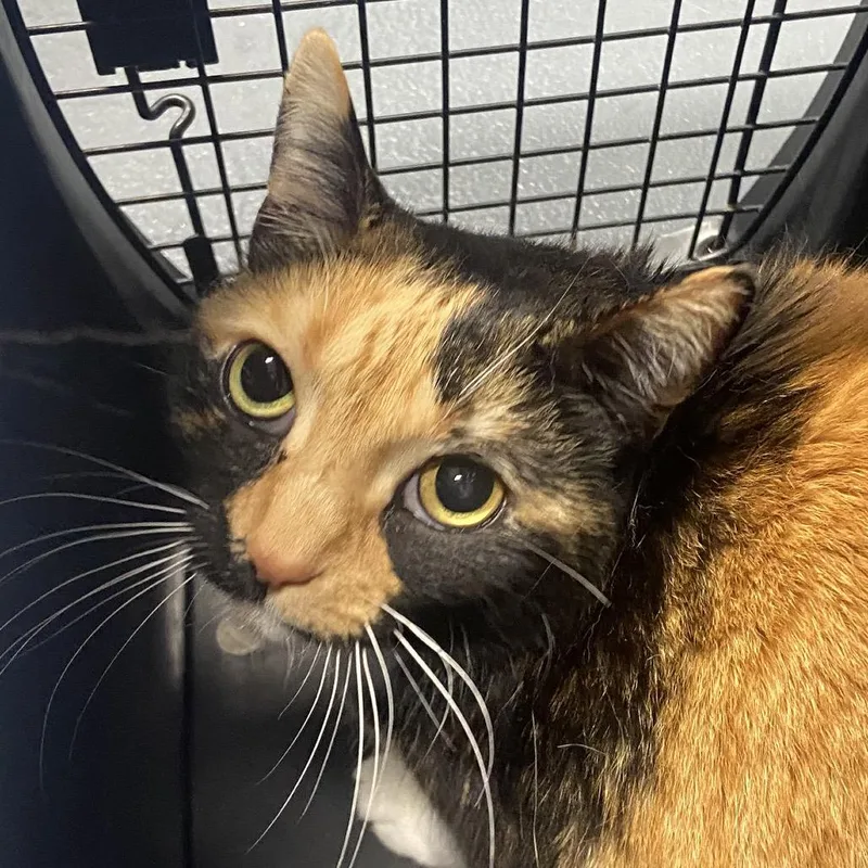 An adult medium-sized female Calico Domestic Short Hair cat named Glow for adoption in Allentown, PA