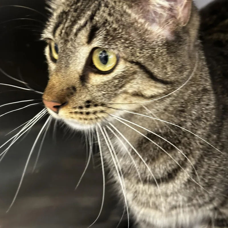 A young small-sized male Tabby (Brown / Chocolate) Tabby cat named Sheldon for adoption in Antioch, CA