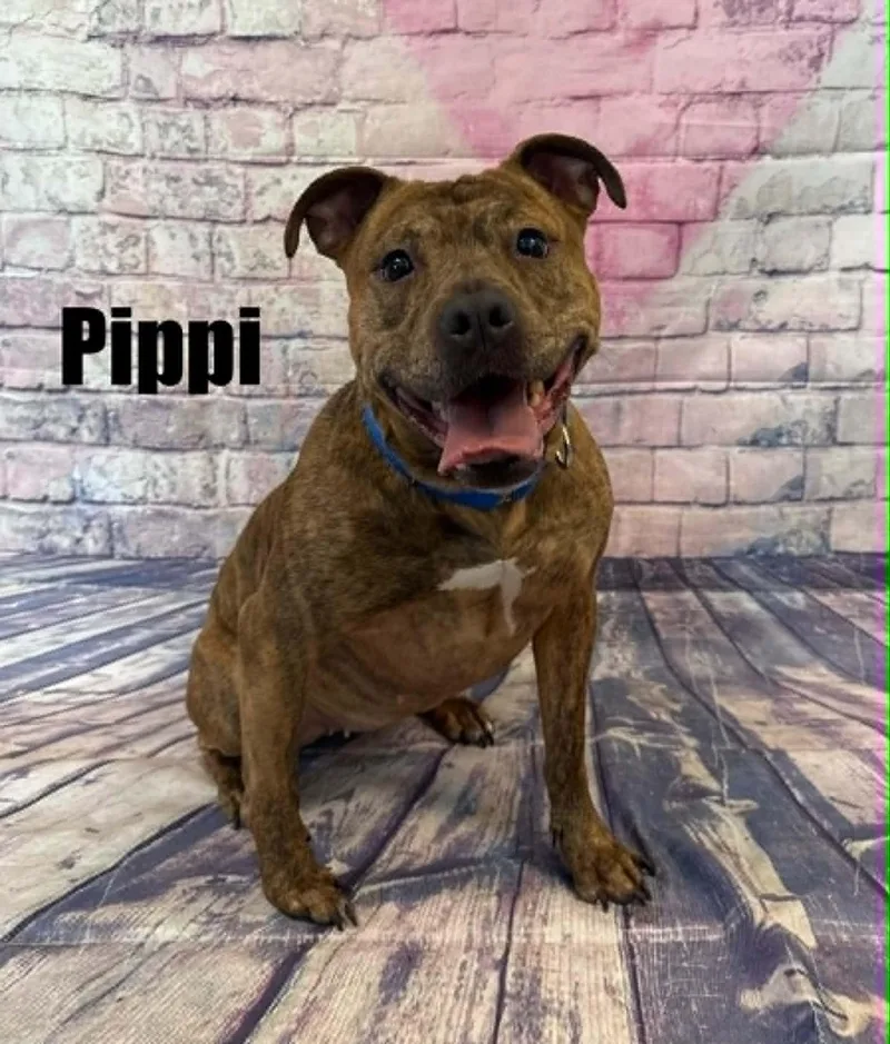 An adult medium-sized female Brindle Boxer dog named Pippi for adoption in Quincy, MI