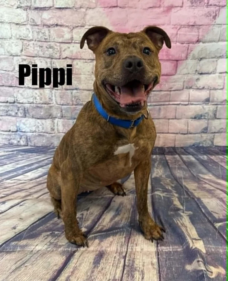 Pippi thumbnail 2