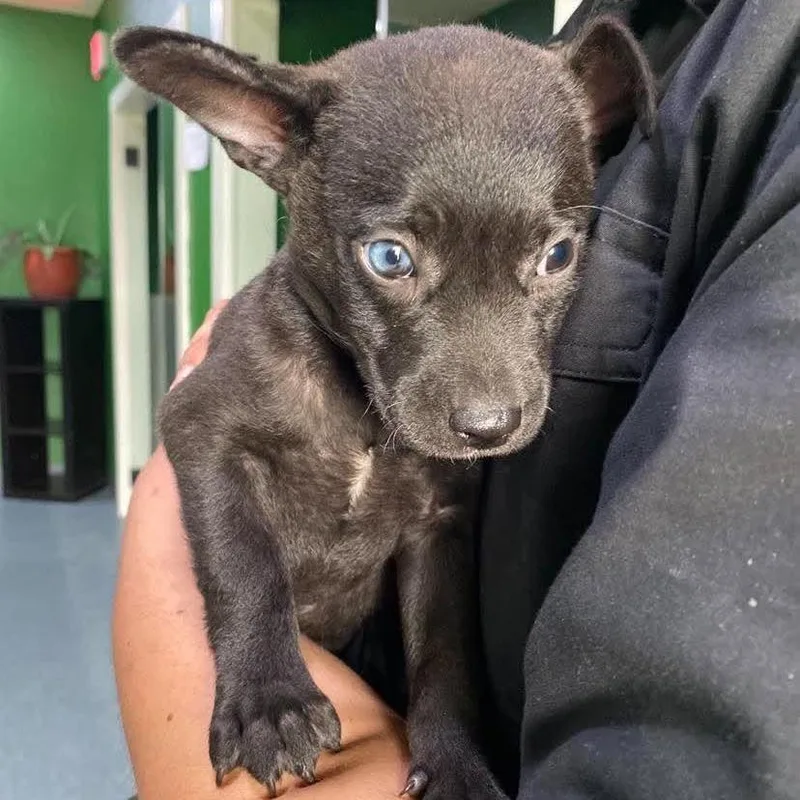 A baby small-sized female Black Terrier dog named Martini for adoption in Kyle, TX