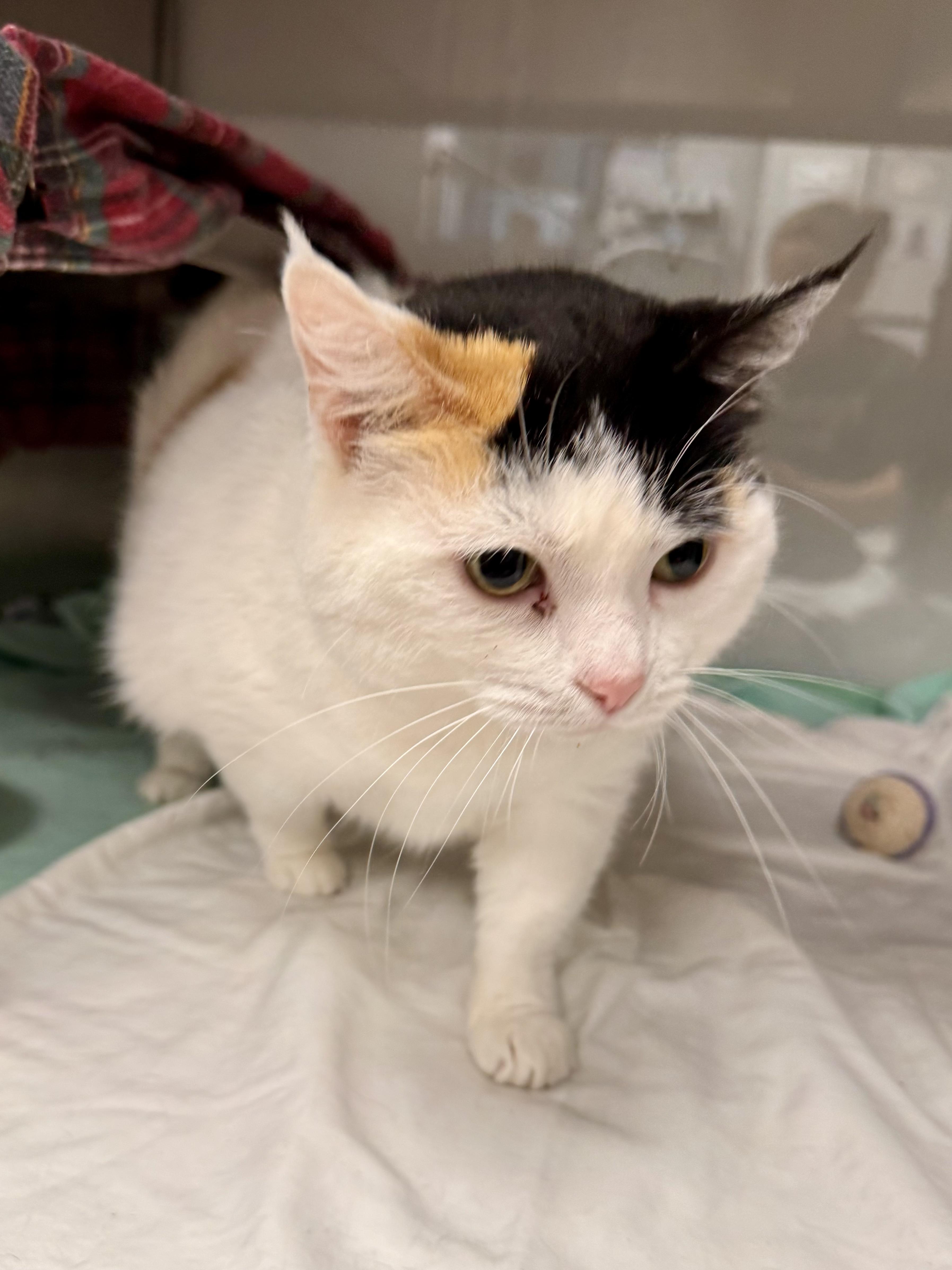 A senior large-sized female Calico Domestic Short Hair cat named Stella for adoption in Midland, MI