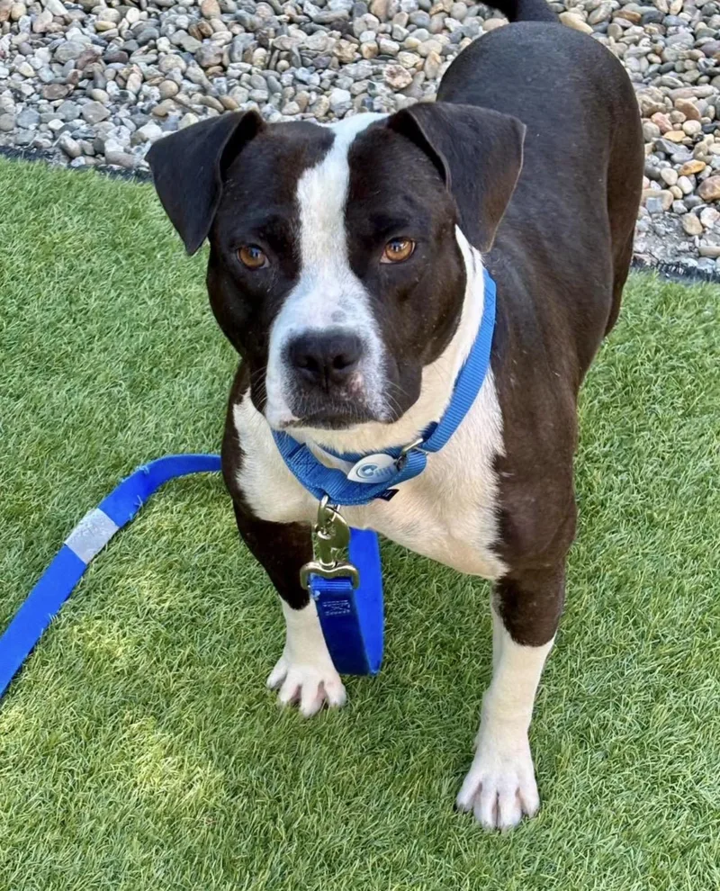 An adult medium-sized male Black Pit Bull Terrier dog named Tugger for adoption in Santa Rosa, CA