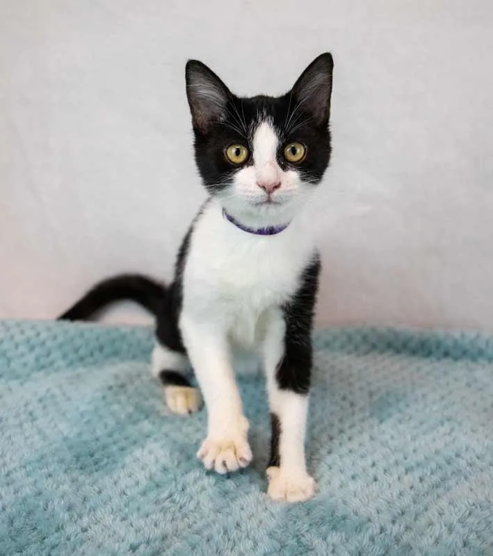 A baby medium-sized female Domestic Short Hair cat named Pixie for adoption in Kennesaw, GA