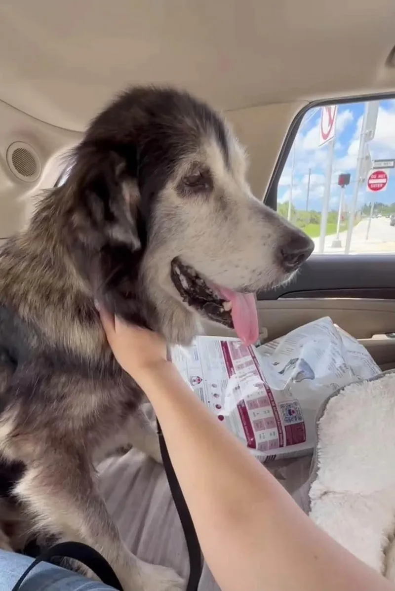 A senior large-sized female Tricolor (Brown, Black, & White) Mixed Breed dog named Nala for adoption in Satellite Beach, FL